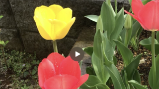 Thumbnail of post image 041