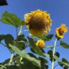 Thumbnail of related posts 036