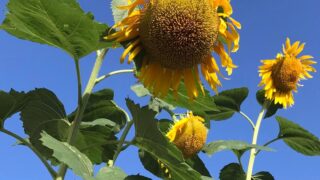 Thumbnail of post image 002